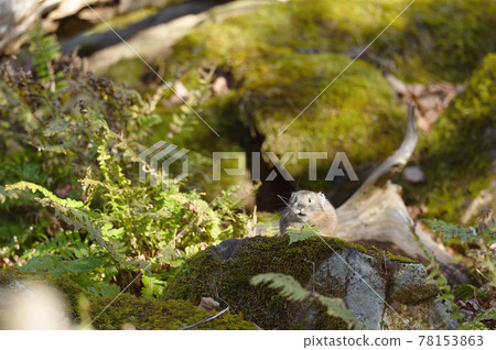 Pika (Hokkaido) Pika (Hokkaido) 78153863