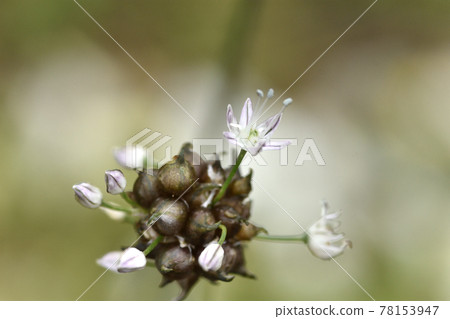 Along with the propagules, nobile flowers with beautiful pale magenta lines on the white petals are in bloom. Along with the propagules, nobile flowers with beautiful pale magenta lines on the white petals are in bloom. 78153947