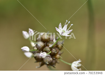 Along with the propagules, nobile flowers with beautiful pale magenta lines on the white petals are in bloom. Along with the propagules, nobile flowers with beautiful pale magenta lines on the white petals are in bloom. 78153948