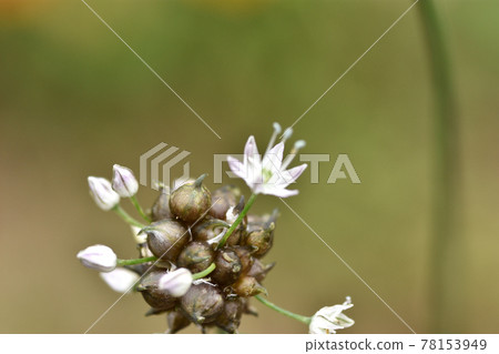 Along with the propagules, nobile flowers with beautiful pale magenta lines on the white petals are in bloom. 78153949