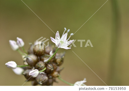 Along with the propagules, nobile flowers with beautiful pale magenta lines on the white petals are in bloom. 78153950