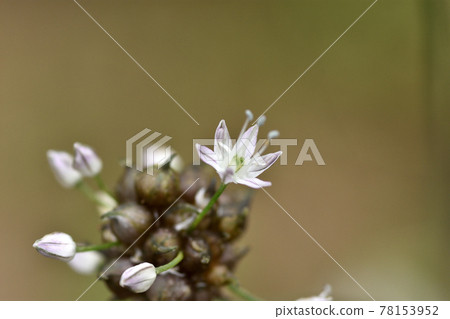 Along with the propagules, nobile flowers with beautiful pale magenta lines on the white petals are in bloom. Along with the propagules, nobile flowers with beautiful pale magenta lines on the white petals are in bloom. 78153952