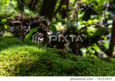Yakushima Silence Forest 78153957
