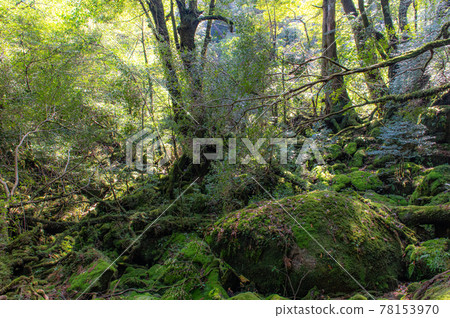 Yakushima Silence Forest Yakushima Silence Forest 78153970