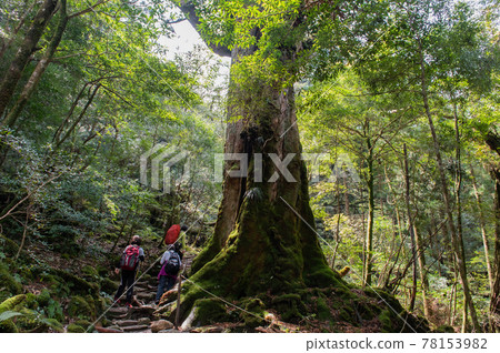 Yakushima Silence Forest Yakushima Silence Forest 78153982
