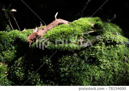 Yakushima Silence Forest 78154000