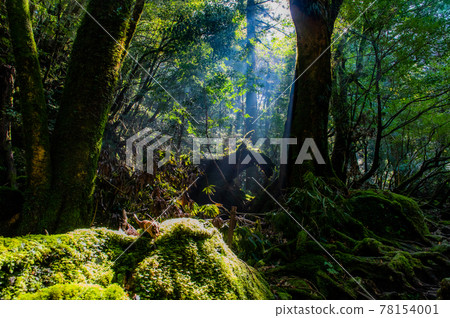 屋久島寂靜森林 屋久島寂靜森林 78154001