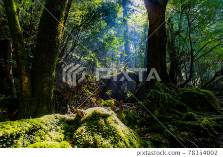 Yakushima Silence Forest 78154002