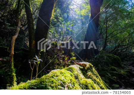 Yakushima Silence Forest 78154003