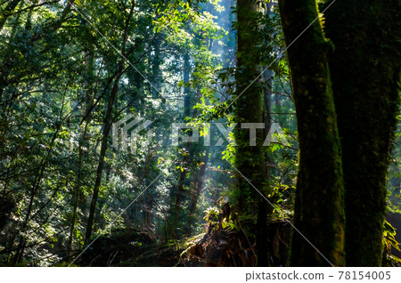 Yakushima Silence Forest Yakushima Silence Forest 78154005