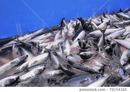 魚市捕魚 78154165