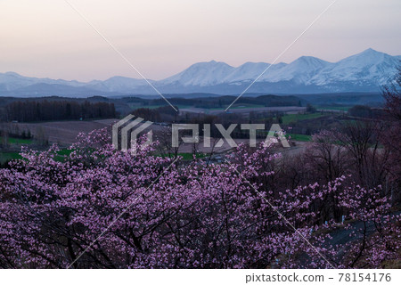春天上富良野町美山山口的櫻花和十勝嶽山脈 春天上富良野町美山山口的櫻花和十勝嶽山脈 78154176
