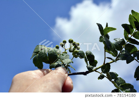 Spices. May Sansho leaves and fruits. Add heat and smell. Piriri. Sansho. Tree buds. Japanese pepper. Japan 78154180