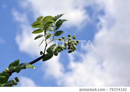 香料。五月山椒葉和果實。添加熱量和氣味。皮里裡。三生。樹芽。日本胡椒。日本 78154182