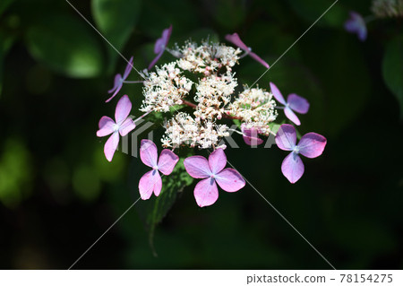 Amacha flowers 78154275