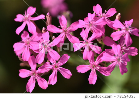 粉紅色的花朵下面有一個粘性部分，這使得竊取花蜜的昆蟲難以攀爬。 78154353