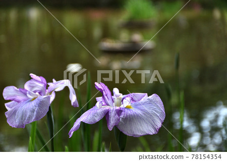 在花園和公園盛開並在水邊閃耀的鳶尾花 78154354