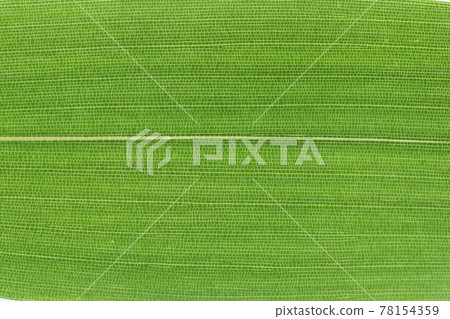 Bamboo companion, bamboo leaves and veins 78154359