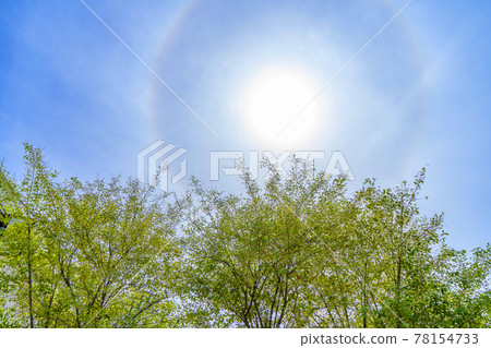 Trees and blue sky, halo phenomenon 78154733