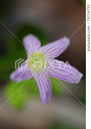 Wood-sorrel Oxalidales, Komiyama Katagoku, pink Wood-sorrel Oxalidales, Komiyama Katagoku, pink 78154752