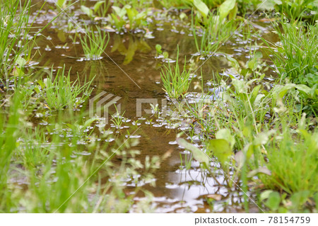 水坑，自然，草，雜草，水，雨水，植物 78154759