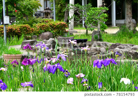 知流公園菖蒲園 知流公園菖蒲園 78154793