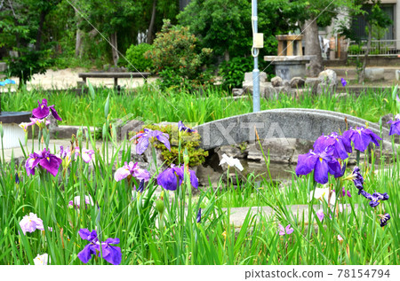 Chiryu Park Iris Garden 78154794