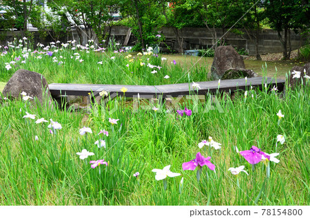 Chiryu Park Iris Garden Chiryu Park Iris Garden 78154800
