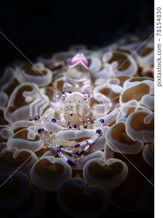 Sea anemone fish shrimp Sea anemone fish shrimp 78154830