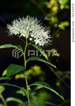 白花繡線菊 白花繡線菊 78154978