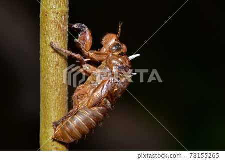 Platylomia bivocalis, 高砂長瓣蟬 的蟬蛻 Platylomia bivocalis, 高砂長瓣蟬 的蟬蛻 78155265