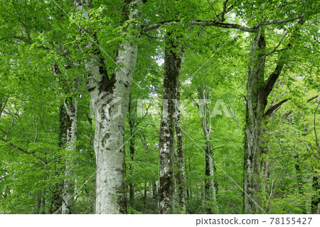 Beech forest at the northern limit Beech forest at the northern limit 78155427