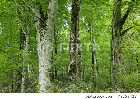 Beech forest at the northern limit Beech forest at the northern limit 78155428