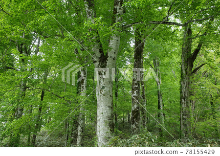Beech forest at the northern limit Beech forest at the northern limit 78155429