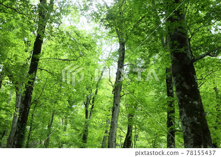 北極限的山毛櫸森林 78155437