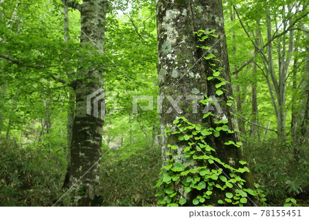 Beech forest at the northern limit Beech forest at the northern limit 78155451