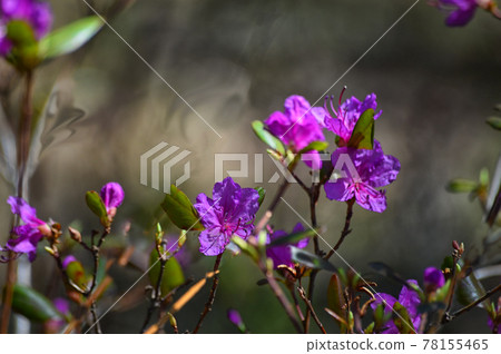 Flowering branch of the Daurian Rhododendron (lat. Rhododendron dauricum) or bagulnik. Buds and flowers. Beautiful forest background. Close-up. Flowering branch of the Daurian Rhododendron (lat. Rhododendron dauricum) or bagulnik. Buds and flowers. Beautiful forest background. Close-up. 78155465