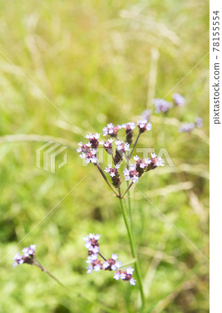 Alecihanagasa 78155554