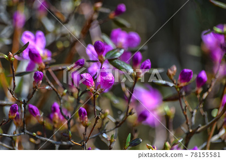 Flowering shrub of the Daurian Rhododendron (lat. Rhododendron dauricum) or bagulnik. The beginning of flowering. Buds. Beautiful forest background. Close-up. Flowering shrub of the Daurian Rhododendron (lat. Rhododendron dauricum) or bagulnik. The beginning of flowering. Buds. Beautiful forest background. Close-up. 78155581