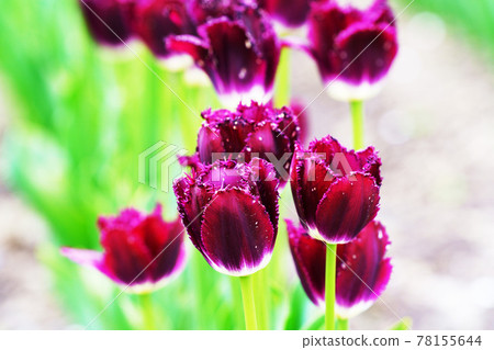 Kamiyuunetsu Tulip Park 78155644