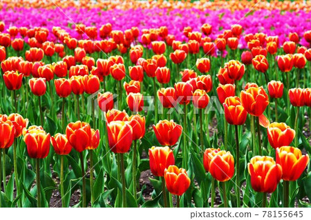 Kamiyuunetsu Tulip Park 78155645