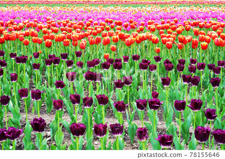 Kamiyuunetsu Tulip Park Kamiyuunetsu Tulip Park 78155646