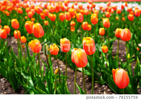 Kamiyuunetsu鬱金香公園 78155759