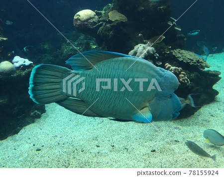 [New Caledonia] Napoleon Fish in the Lagoon Aquarium 78155924