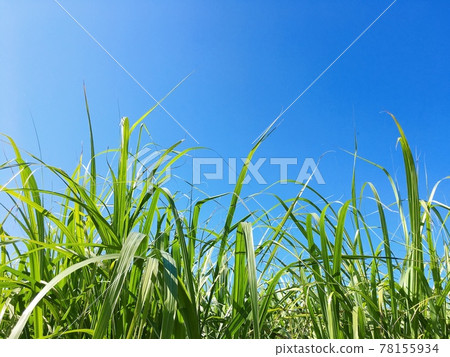 [South Island] Fresh green sugar cane fields and blue sky 78155934