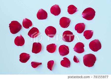 Please also cut out rose petals on a white background 78155977