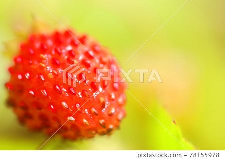 Wild strawberry 78155978