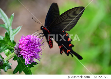 Chinese windmill sucking the nectar of thistle flowers (Saitama Prefecture / May) Chinese windmill sucking the nectar of thistle flowers (Saitama Prefecture / May) 78155979