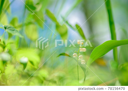 A refreshing morning lily of the valley A refreshing morning lily of the valley 78156470
