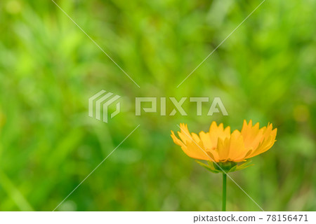 Coreopsis Coreopsis 78156471